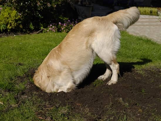 Digging Dog