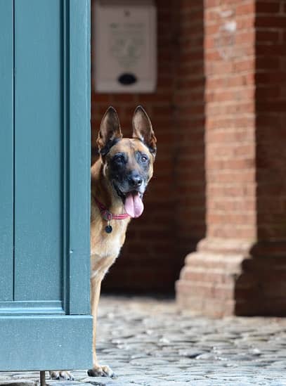 Dog Door