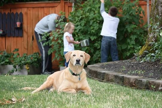 Dog Electric Fence