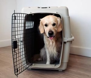 Dog Flight Cage