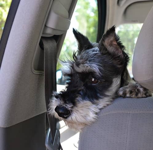 Dog In Car