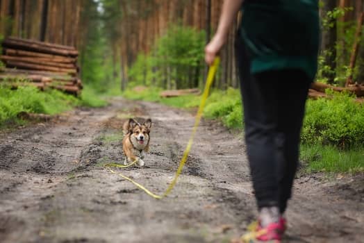 Dog Long Leash