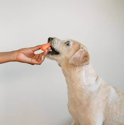 Dog Menu