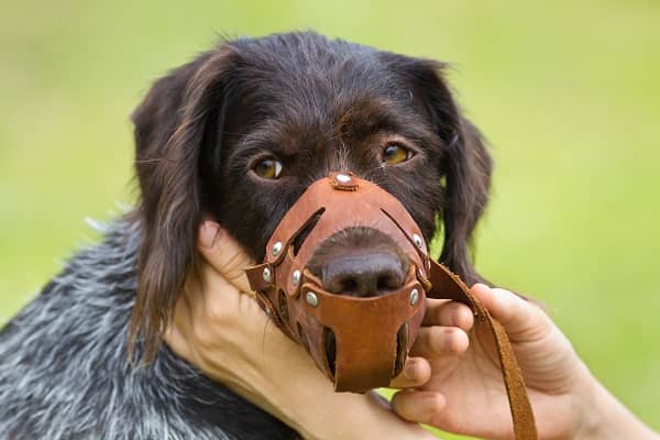 Dog Muzzle