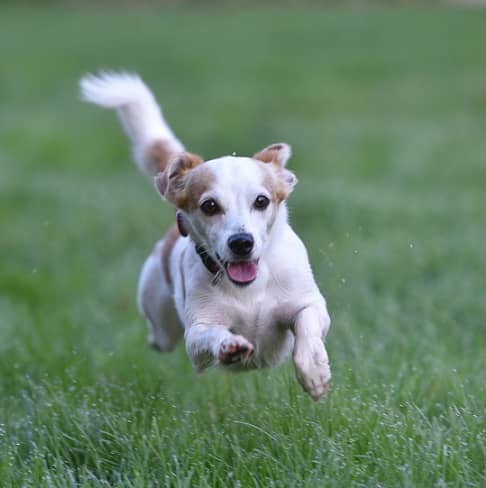 Dog Running