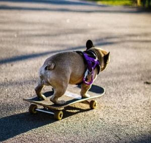 Dog Skateboard