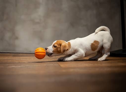 Puppy Rope With A Ball