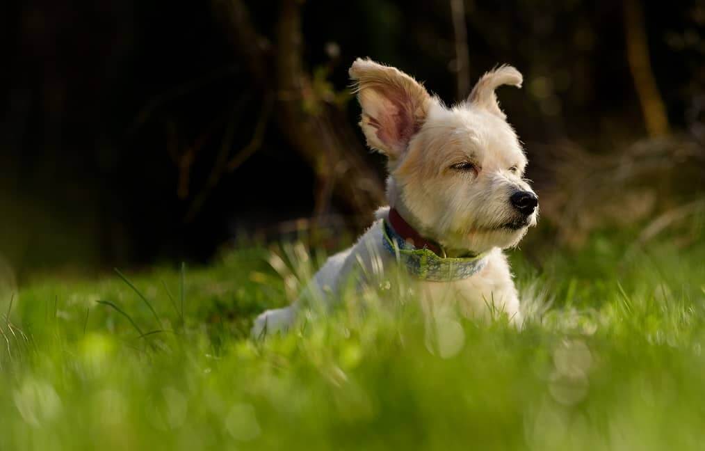 Non-Shedding Dogs