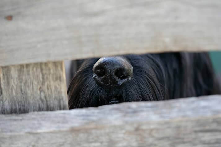black dog nose