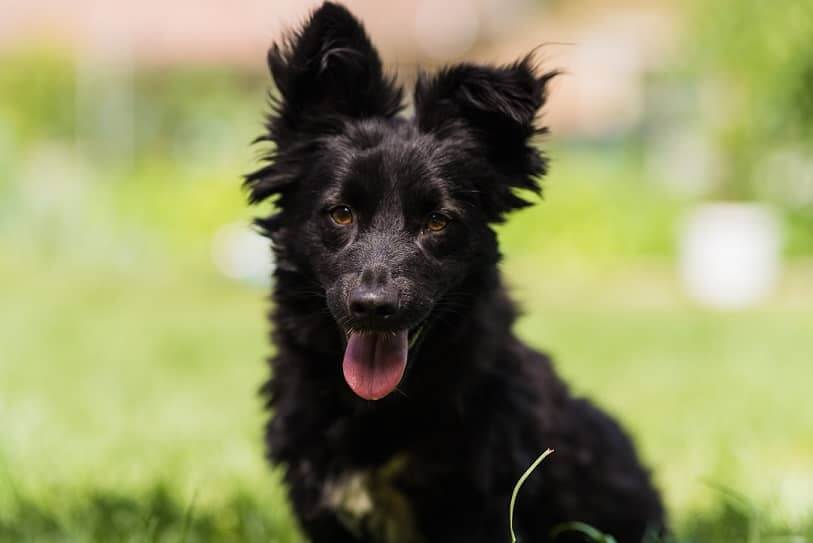 black dog smiling