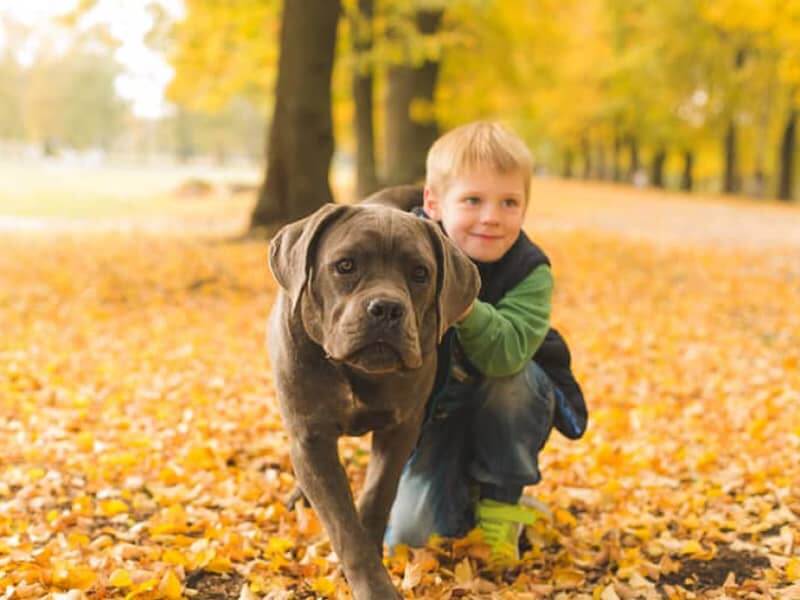 choosing the best dog for a child