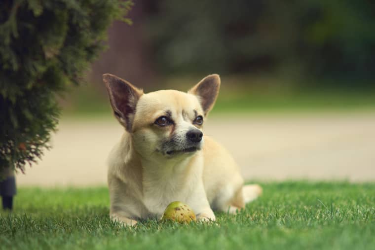 chihuahua breed