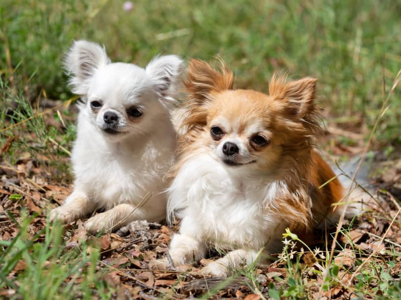 Dog Facts: The Chihuahua