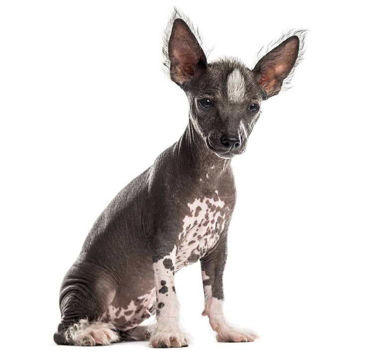 chinese crested dog puppy