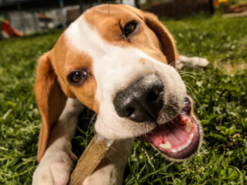 Dog Behavior: Chewing