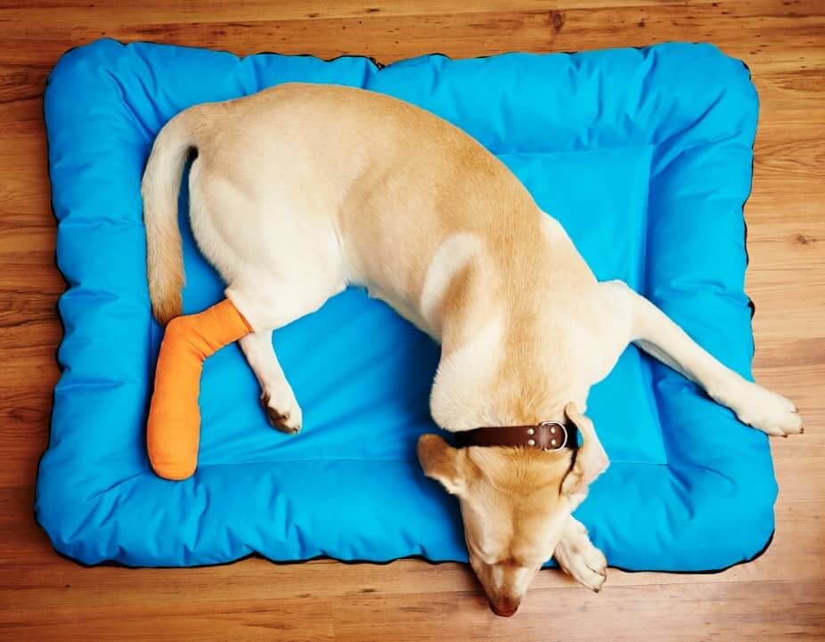 dog broken leg