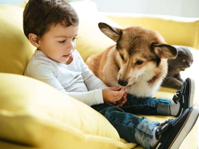 Choose The Best Dog For Your Kids Or Baby