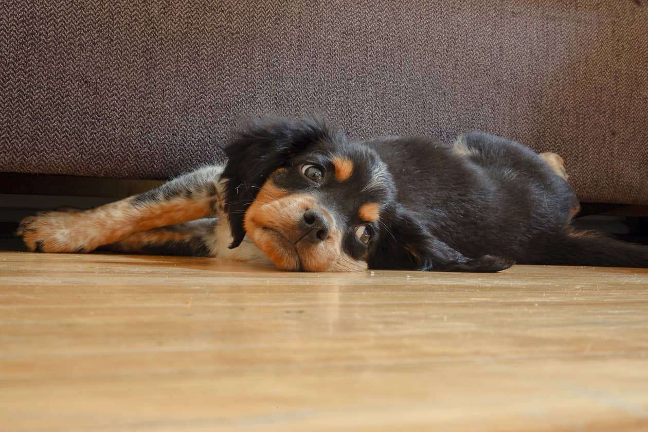 Puppy Potty Training