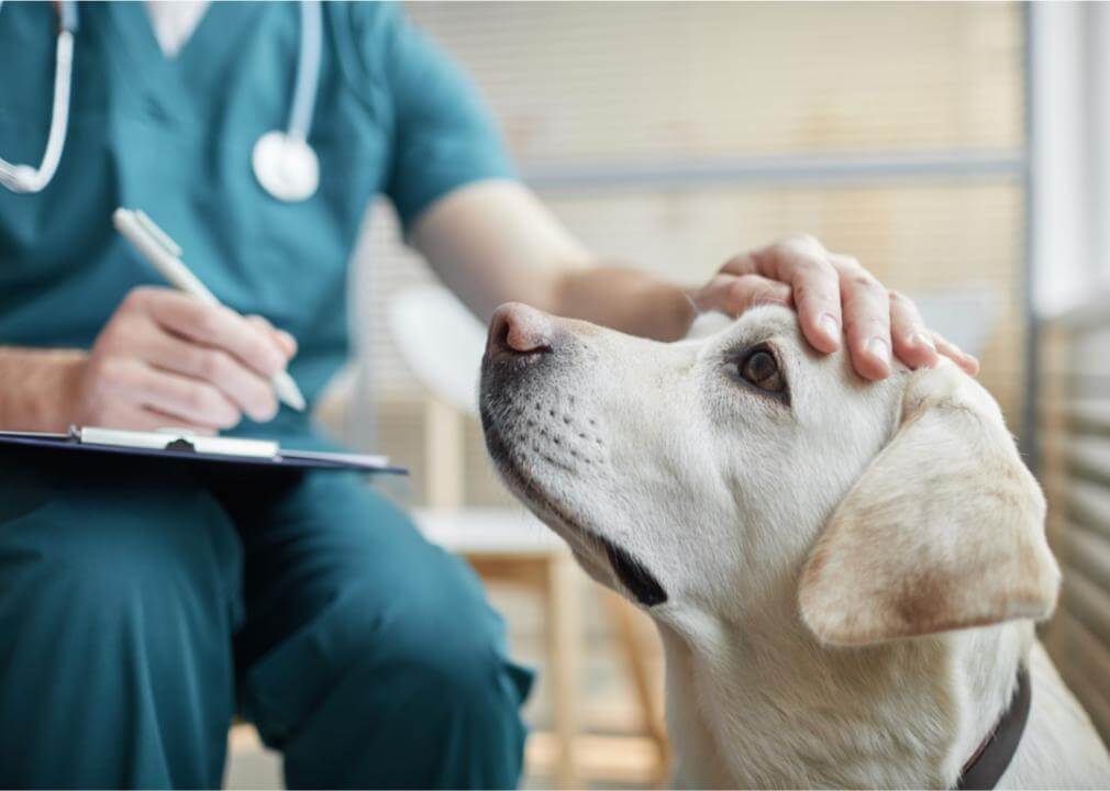 What Are Some Common Health Concerns For A Dog?