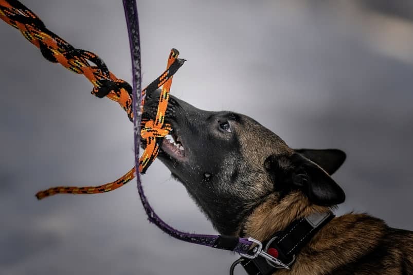 7 Best Tug Toys For Large Dogs