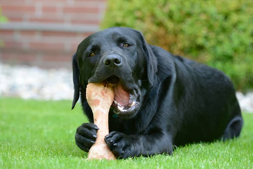 Best Chew Toys For Large Dogs