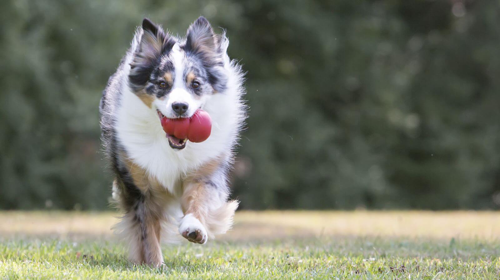 Tug Toys For Large Dogs