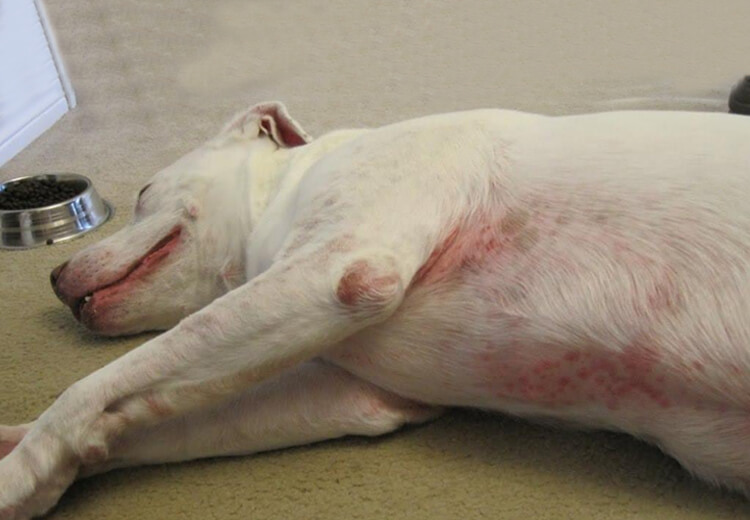 What Are The Common Skin Problems In Dogs?