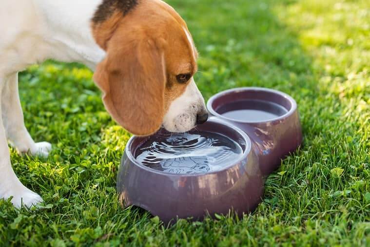 Dog drinking