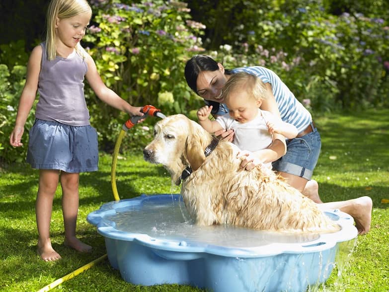 Dog pool