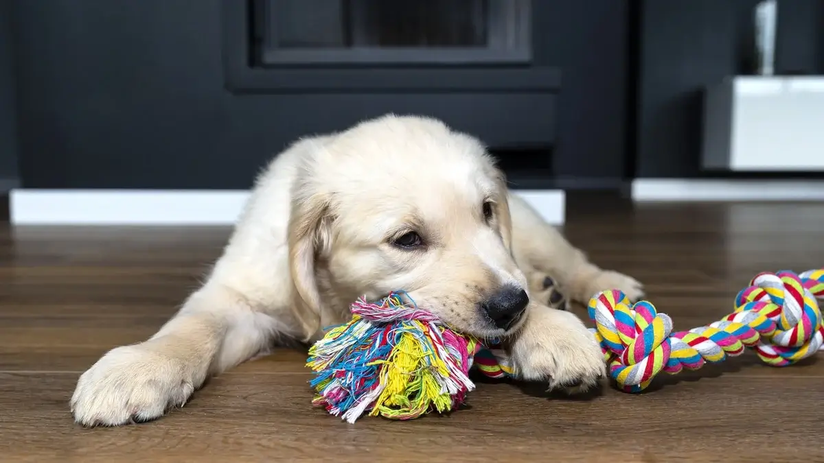The 10 Best Tug Toys For Dogs