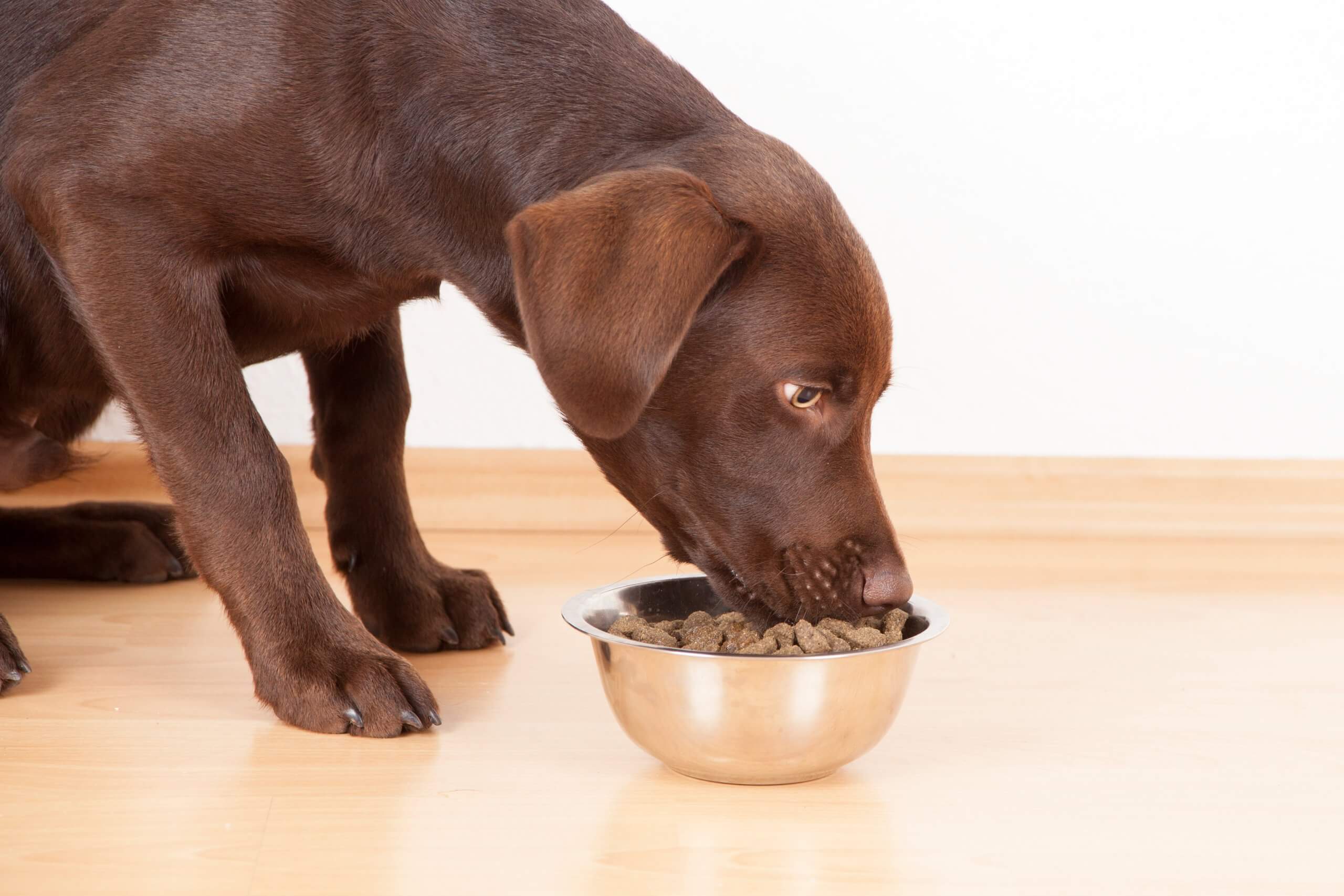 How To Slow Down Dog Eating