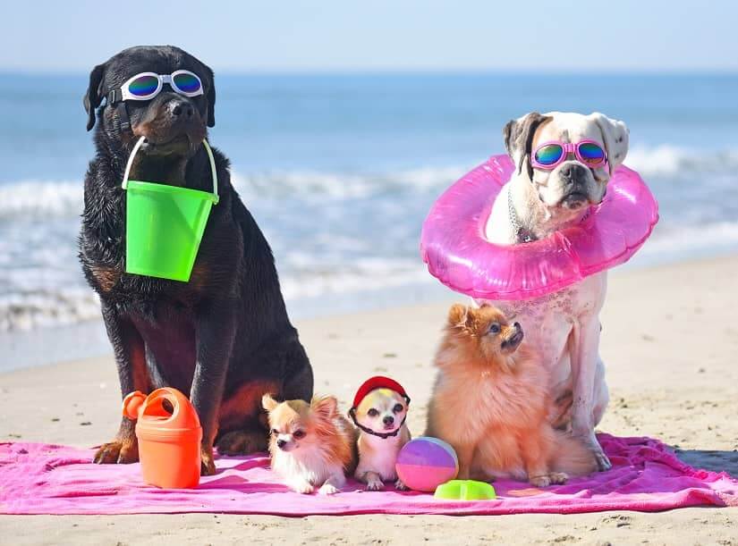 How To Keep Dogs Cool In Summer