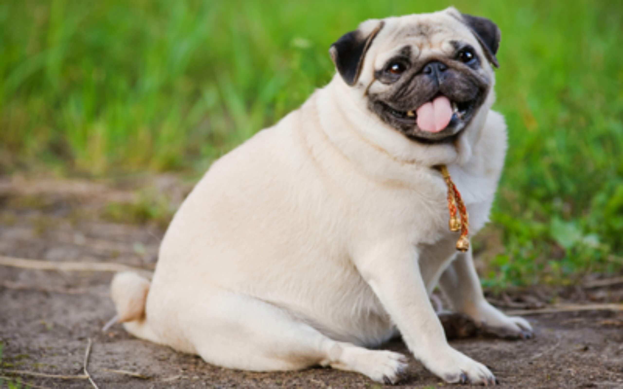 How to avoid dog obesity