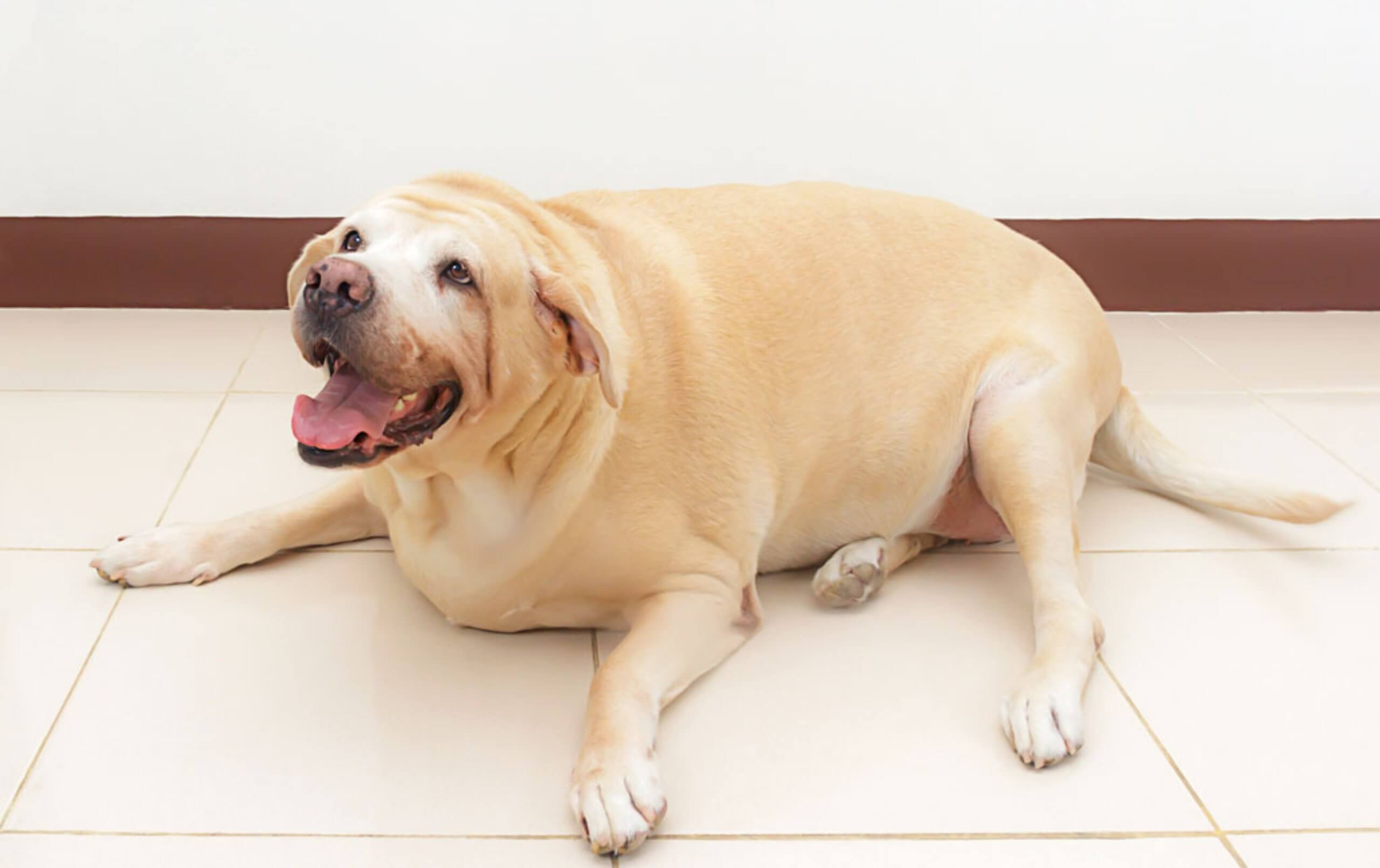 How to avoid dog obesity