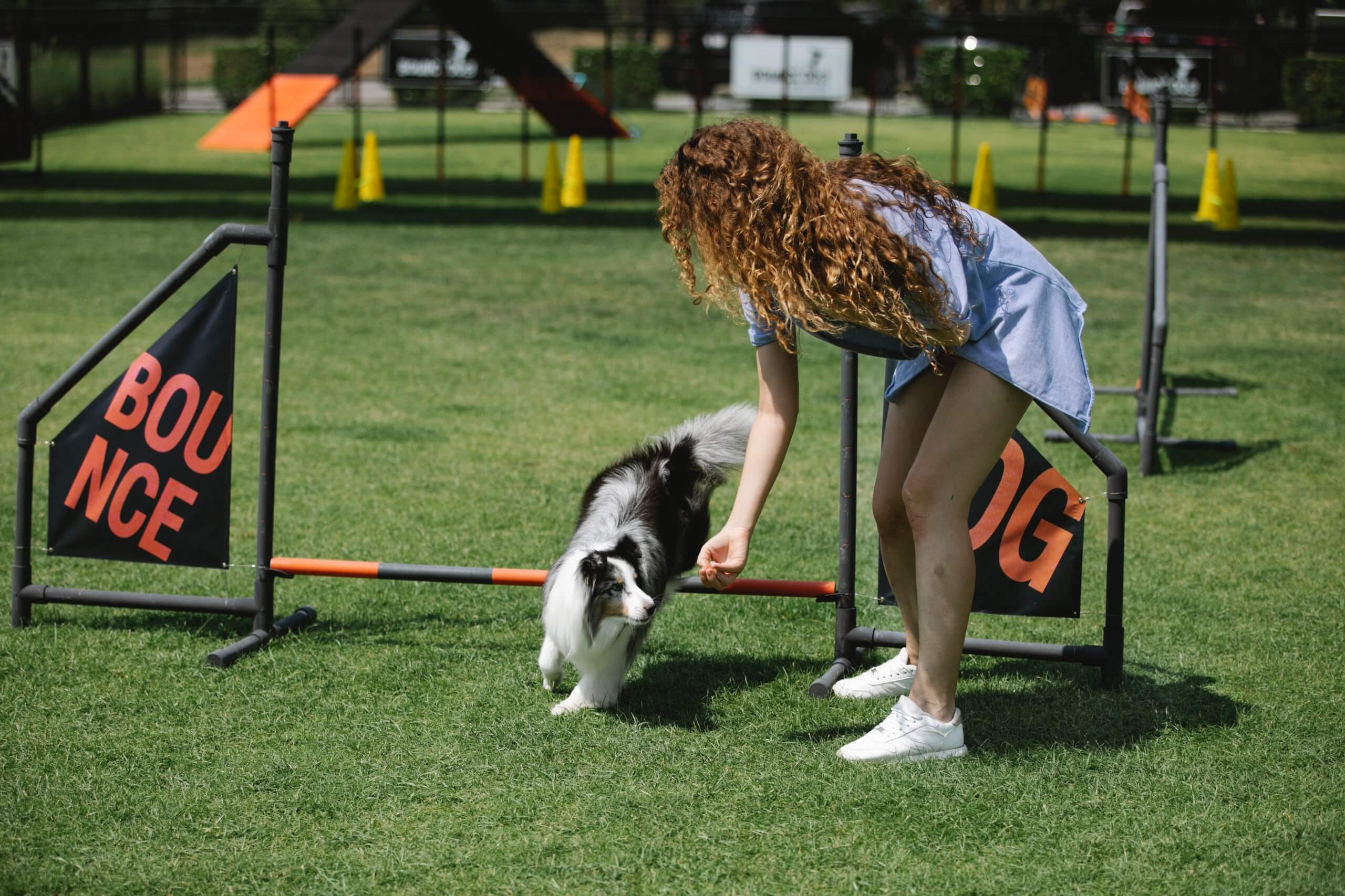 What Are The Dog Training Equipment's?