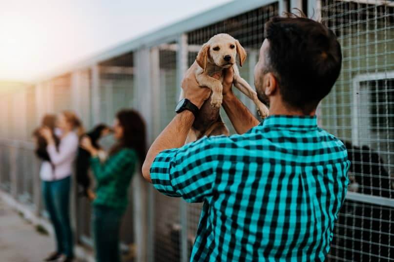 Puppy adoption