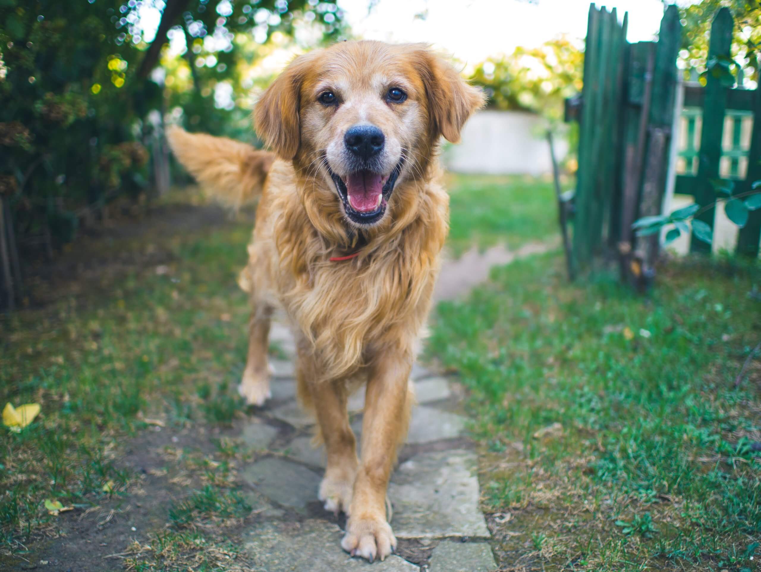 How To Keep Your Dog Busy