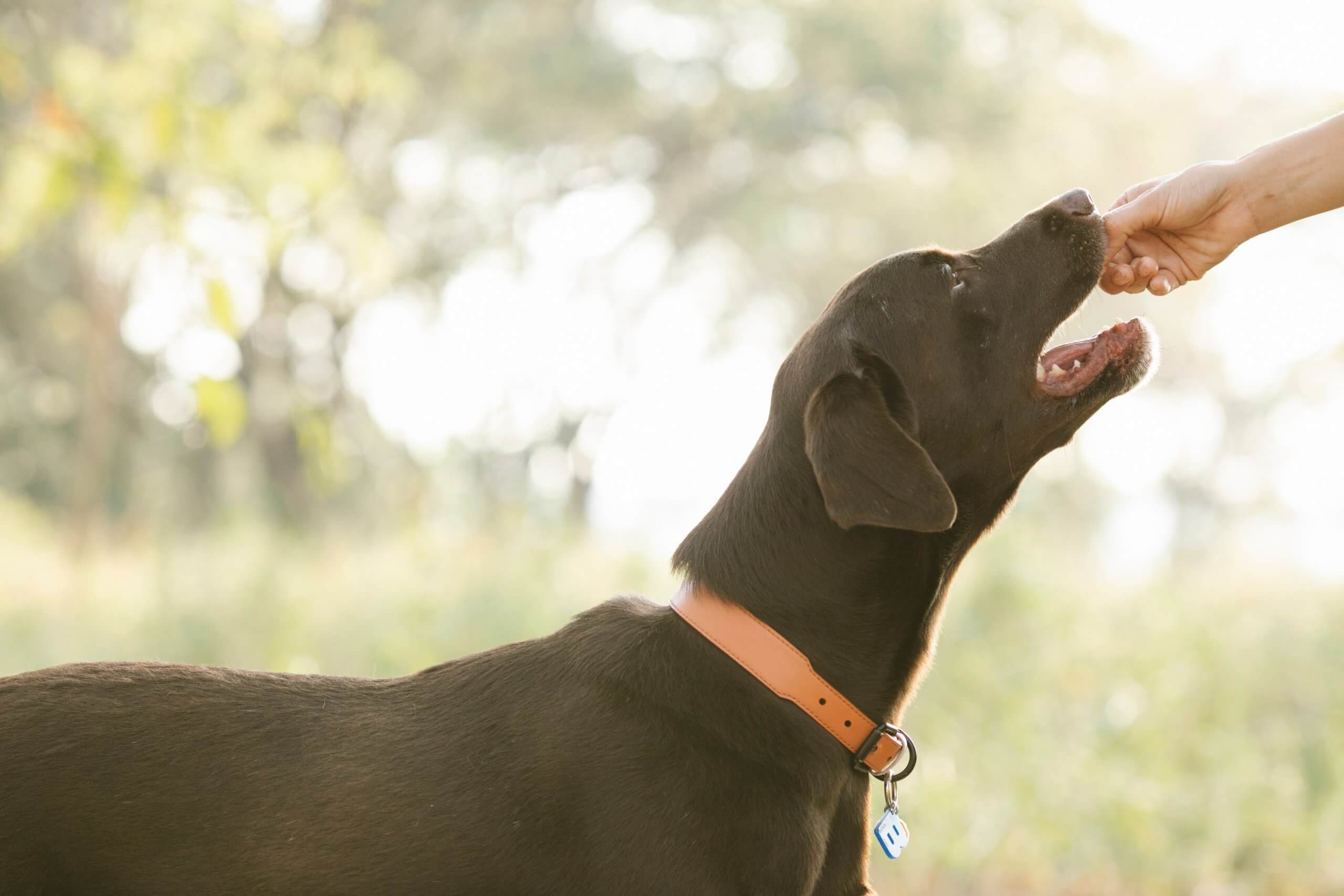 How To Slow Down Dog Eating