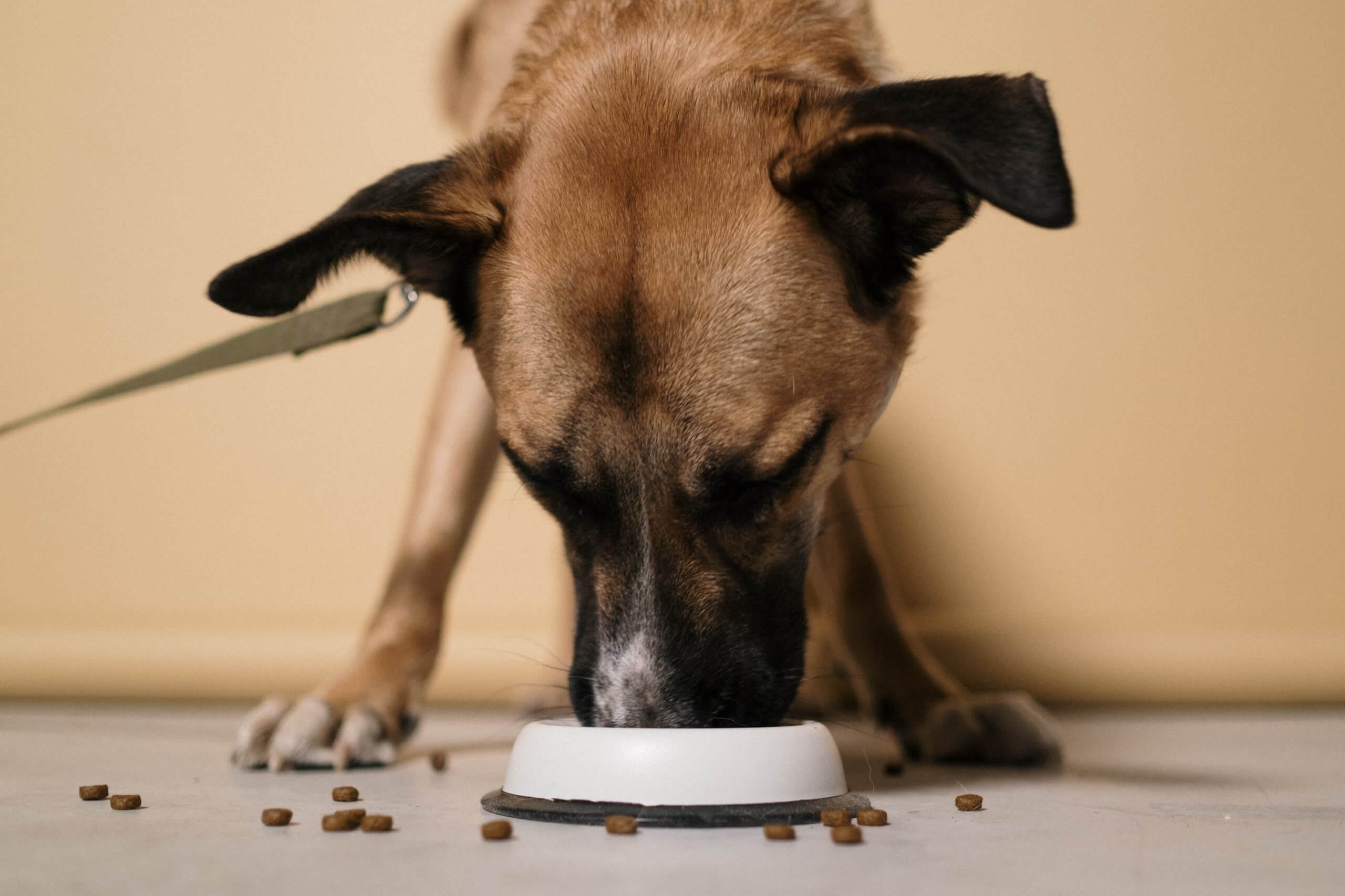 How To Slow Down Dog Eating