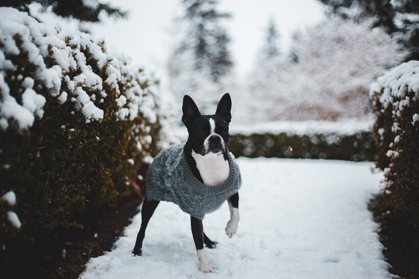 Dog Winter Clothing