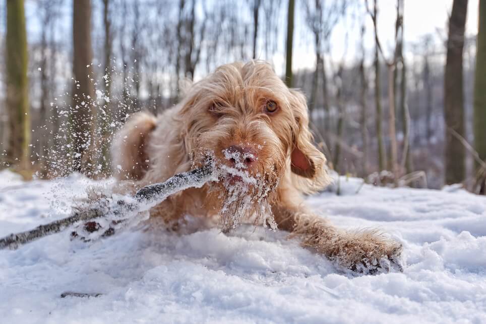 10 Winter Activities for Dogs