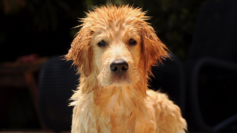 Wet Dog Smell Tips and Tricks: How to Get Rid of It for Good