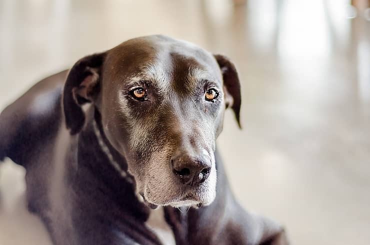 The benefits of adopting a senior dog