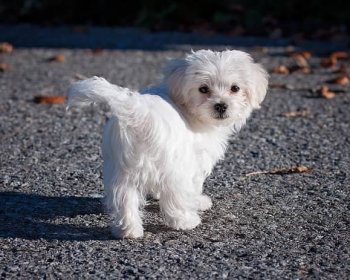 Maltese